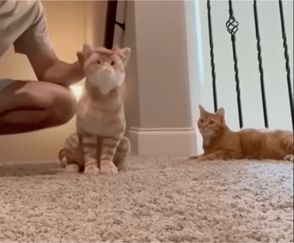 출처: Reddit / 인형을 쓰다듬는 주인