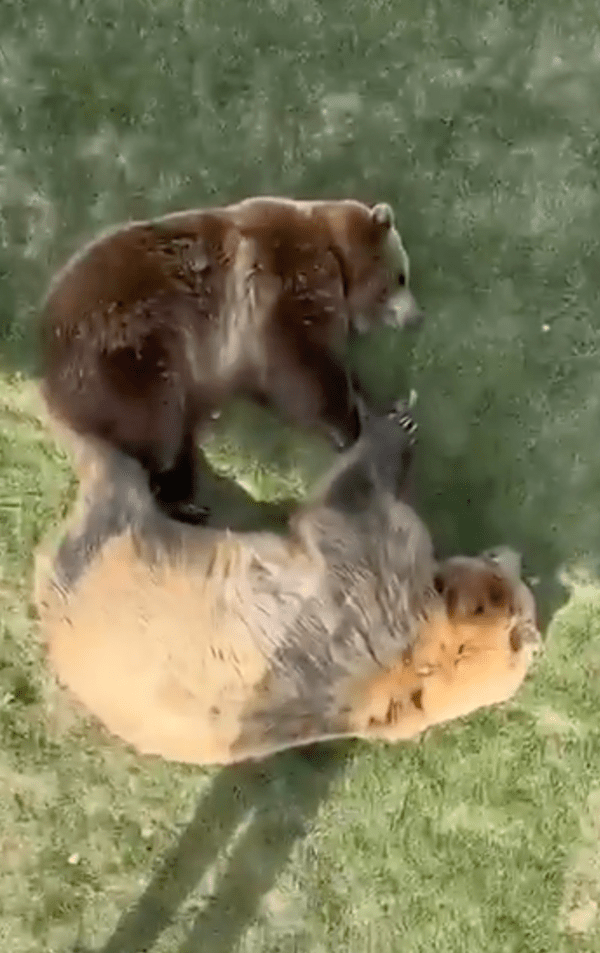 출처: Reddit / 낮잠을 즐기는 곰 두마리