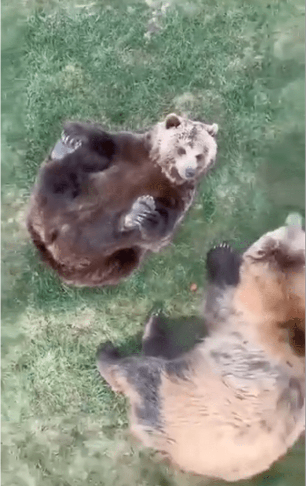 출처: Reddit / 곰들의 평화로운 휴식 장면