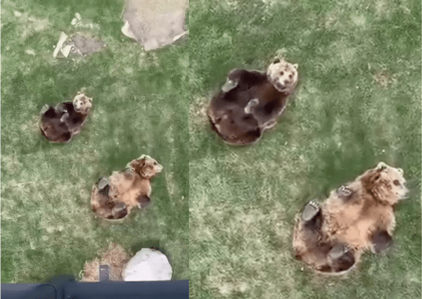 출처: Reddit / 뒹굴뒹굴하는 곰 두마리