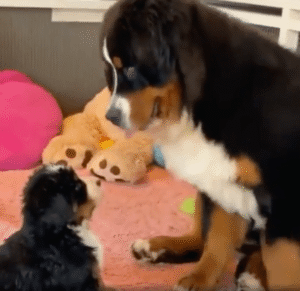 강아지 모자의 뭉클하고 몽글몽글한 순간