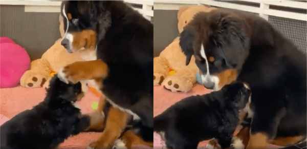 출처: Reddit / 엄마 품으로 쏙 들어가는 아기 강아지