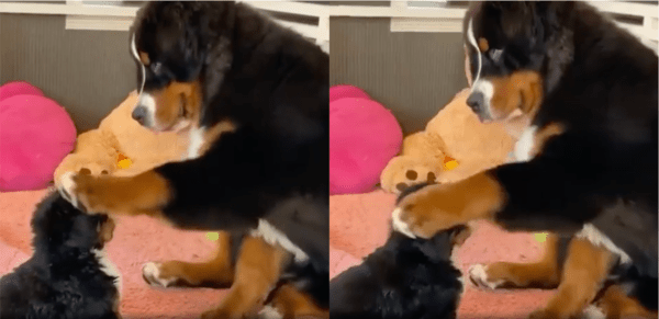 출처: Reddit / 아기 강아지 머리를 쓰다듬는 어미 강아지