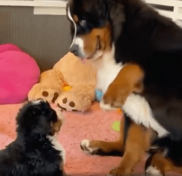 출처: Reddit / 앞다리를 휙 들어올린 어미 강아지