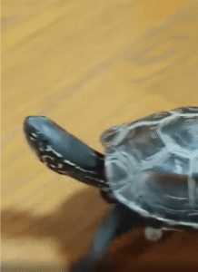 스케이트보드 탄 거북이를 본 고양이의 반응은?