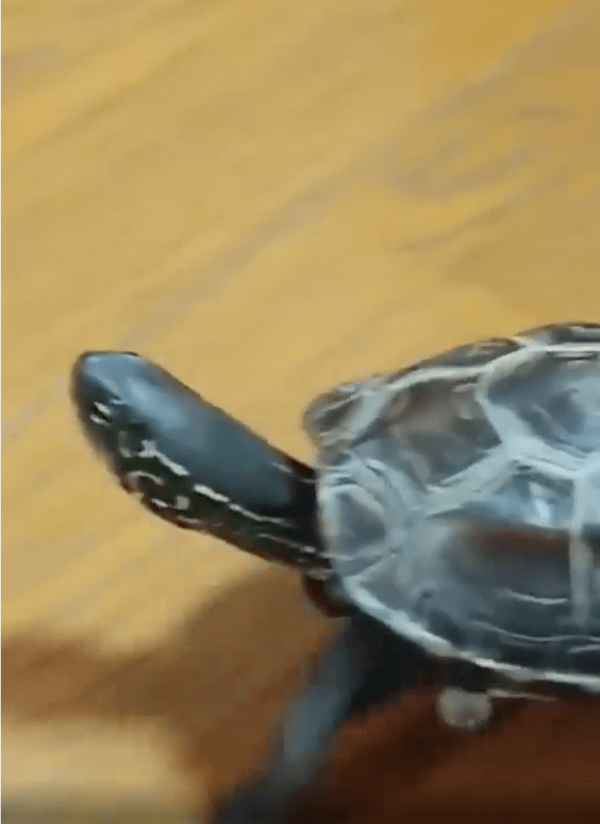 출처: Reddit / 스케이트보드 타는 거북이