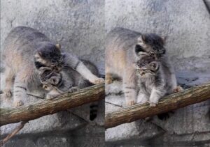 고집 센 아기 고양이 vs 단호한 어미 고양이, 승자는?