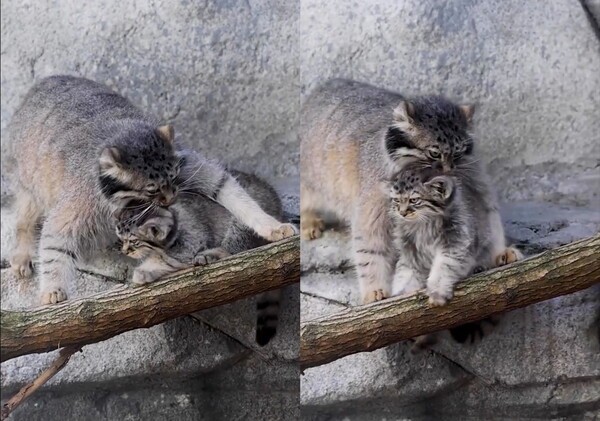 출처: Reddit / 아기 고양이를 데려가려는 어미 고양이