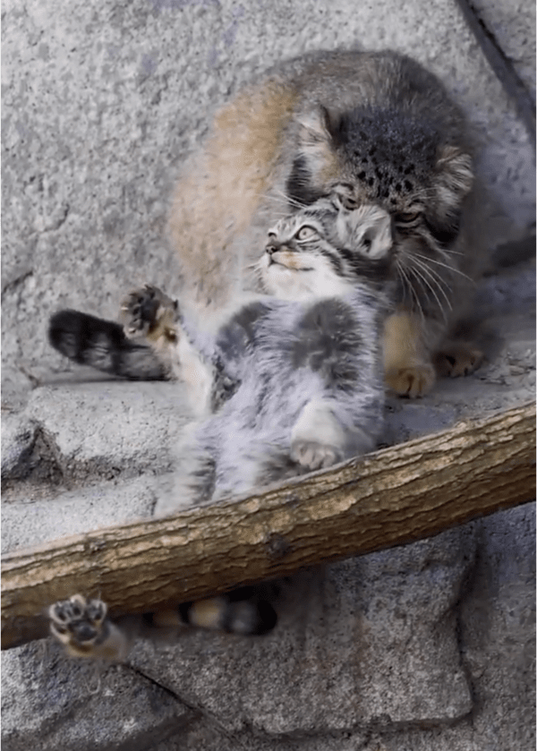 출처: Reddit / 안간힘을 다해 저항하는 아기 고양이