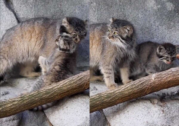 출처: Reddit / 결국 어미 고양이에게 끌려간 아기 고양이