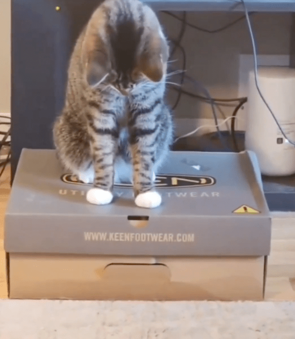 출처 : Reddit / 신발 상자 위에 올라가 있는 고양이