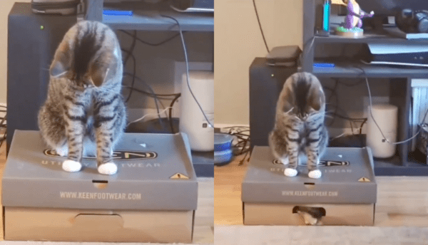 출처 : Reddit / 박스 구멍으로 나오는 고양이 발을 보고 있는 고양이