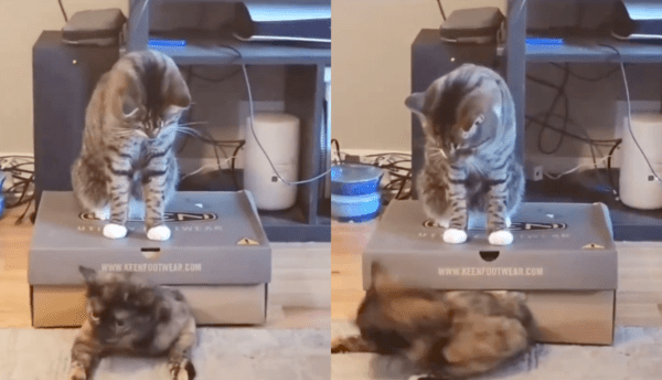 출처 : Reddit / 구멍에서 빠져나오려 안간힘을 쓰는 고양이