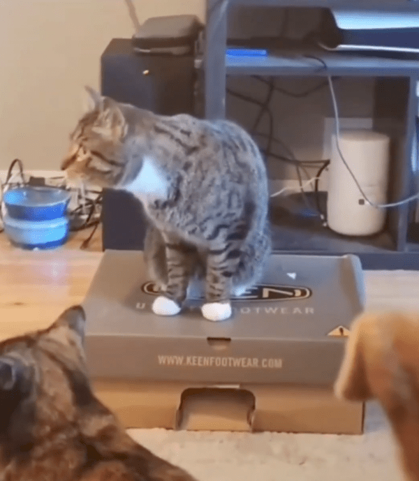 출처 : Reddit / 다른 고양이가 상자에서 나올 때도 상자 위에 그대로 있는 고양이