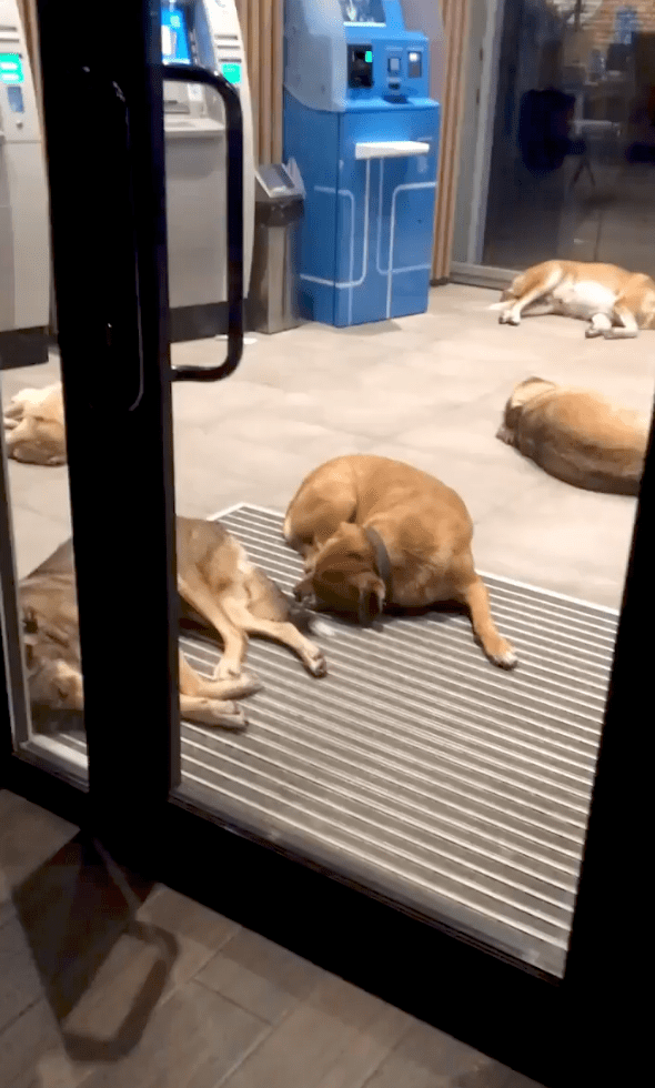 출처 : Reddit / ATM기에 모여서 잠을 청하고 있는 강아지들