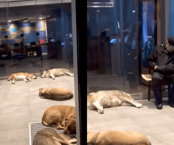 출처 : Reddit / 추운 겨울 ATM기 앞에서 쉬고 있는 강아지들과 경비원