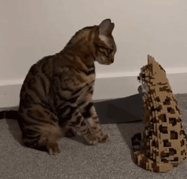 출처: Reddit / "하.." 발을 내려놓는 고양이