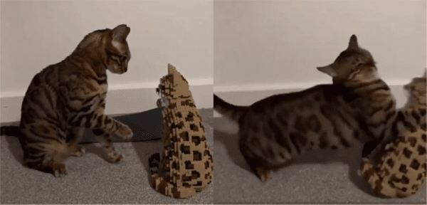 출처: Reddit / 참지 않고 응징하는 고양이