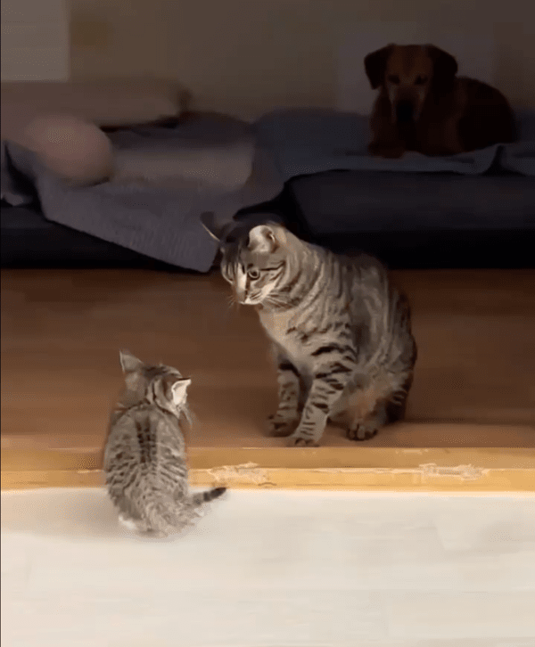 출처: Reddit / 어미냥에게 혼나는 아기냥