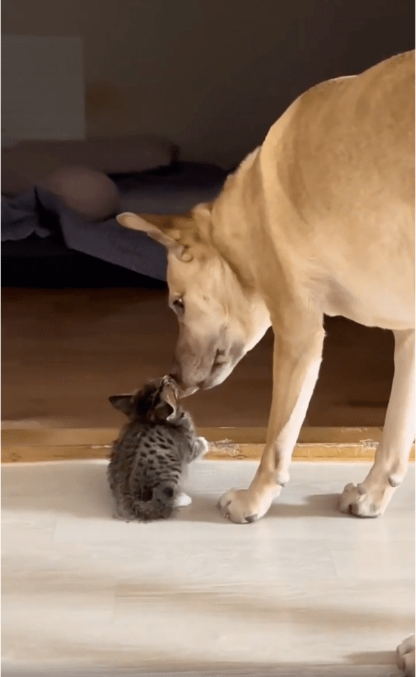 출처: Reddit / 아기 고양이 보듬어주는 강아지