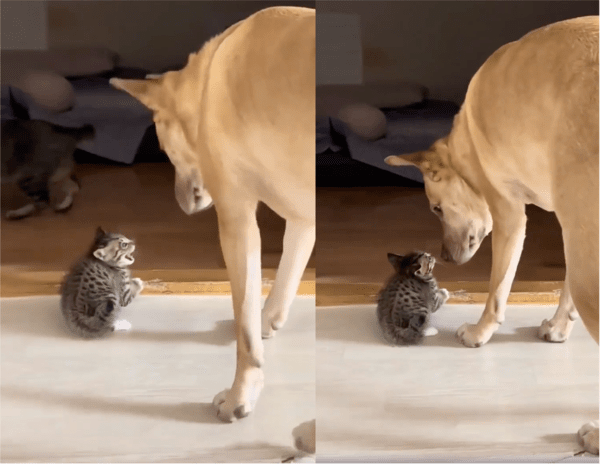 출처: Reddit / 아기 고양이 지키러 나타난 강아지