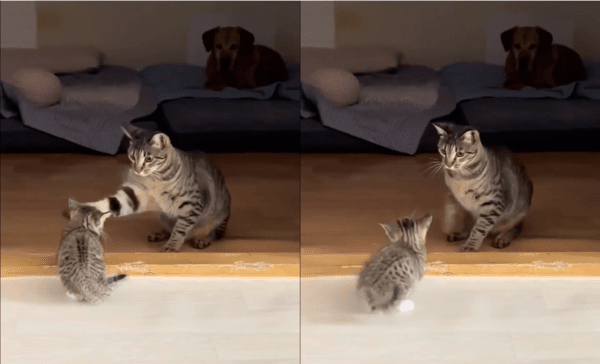 출처: Reddit / 체벌하는 어미냥