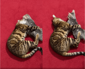 아기냥이 예뻐 죽겠는 어른냥의 놀아주는 방법