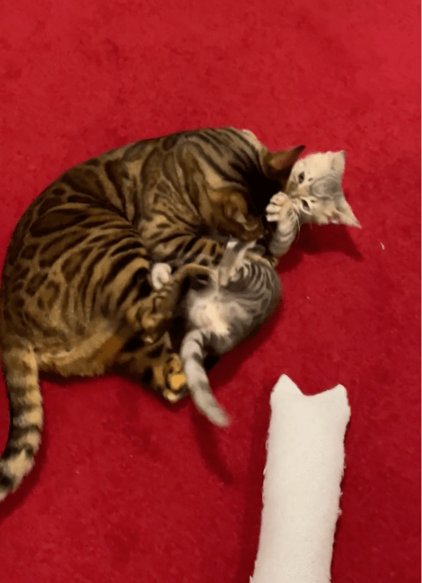 출처: Reddit / 사이좋게 노는 고양이들