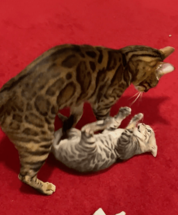 출처: Reddit / 계속해서 장난치고 방어하는 고양이들