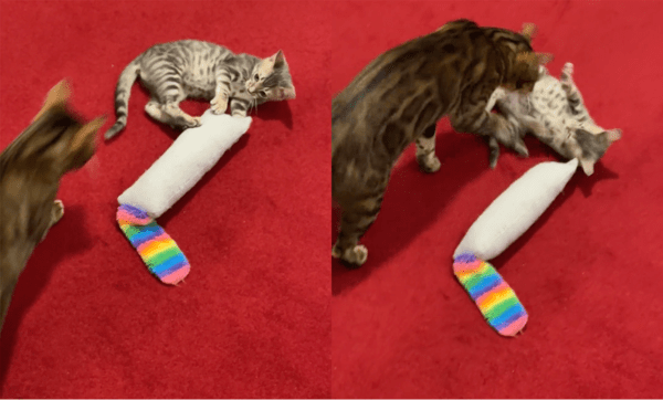 출처: Reddit / 품에서 빠져나간 아기 고양이 쫓아가는 성묘