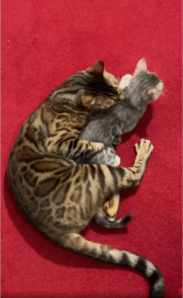 출처: Reddit / 아기 고양이를 놓지 않고 그루밍해주는 고양이