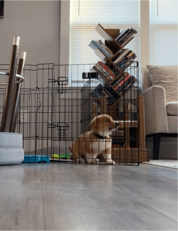 출처: Reddit / 집 안을 살피는 아기 강아지