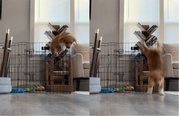출처: Reddit / 짧은 다리임에도 불구하고, 노력 끝에 케이지 탈출한 강아지
