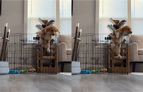 출처: Reddit / 케이지 탈출을 시도하는 강아지