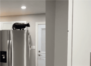 벌레 잡으려다 세탁기에 빠져버린 고양이의 사연