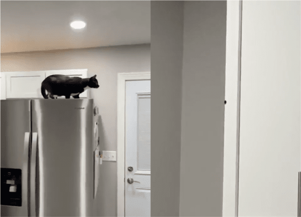 출처: Reddit / 목표물, 작은 벌레를 발견한 고양이