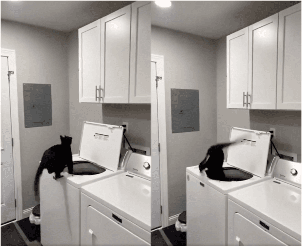 출처: Reddit / 발을 헛디뎌 세탁기에 빠진 고양이