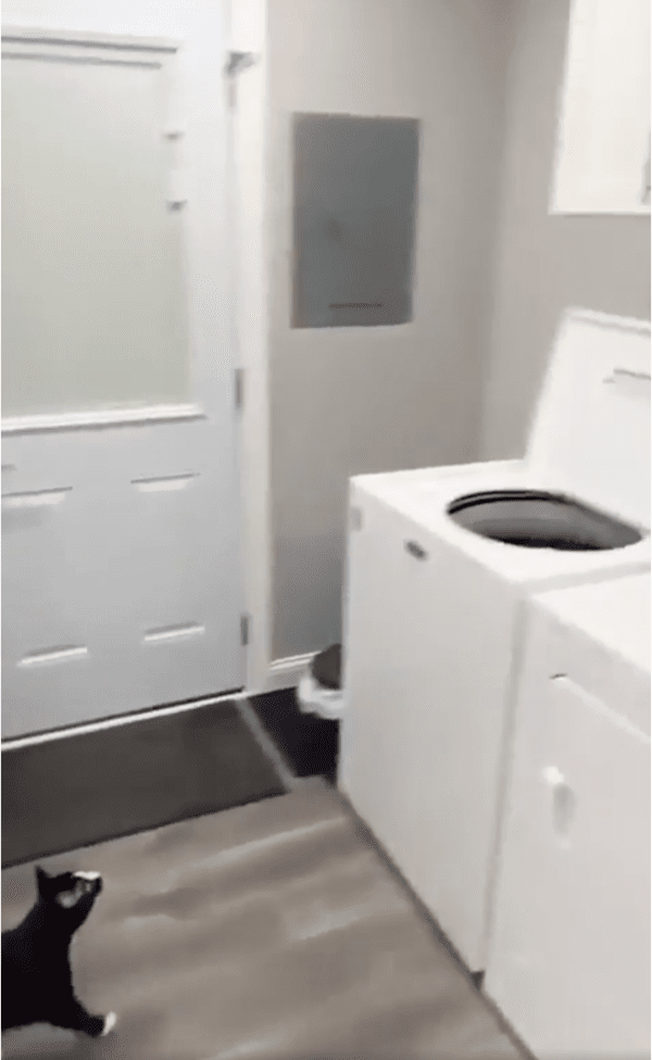 출처: Reddit / 목표물에 가까이 다가가는 고양이