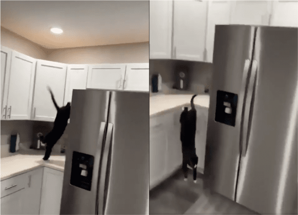 벌레를 잡기 위해 자리를 옮기는 고양이