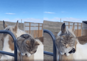 농장에서 살고 있는 고양이의 이동 수단은 이것?