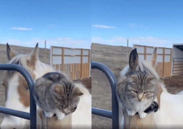출처 : Reddit / 울타리에 앉아 있는 고양이에게 다가오는 말