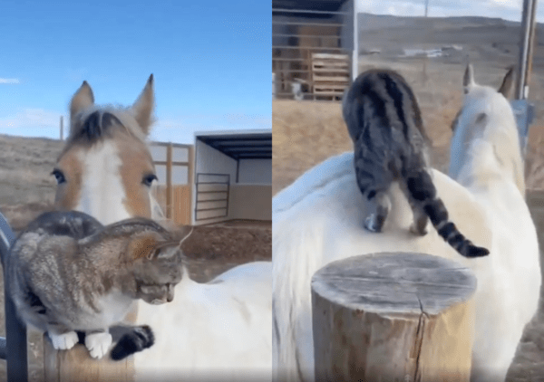 출처 : Reddit / 자신에게 다가온 말 등에 너무나 자연스럽게 올라탄 고양이