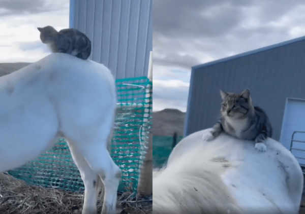 출처 : Reddit / 말 등에 올라타 이동하고 있는 고양이