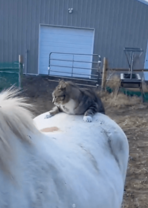 출처 : Reddit / 친구와 함께 여행을 떠나는 듯한 모습의 말과 고양이