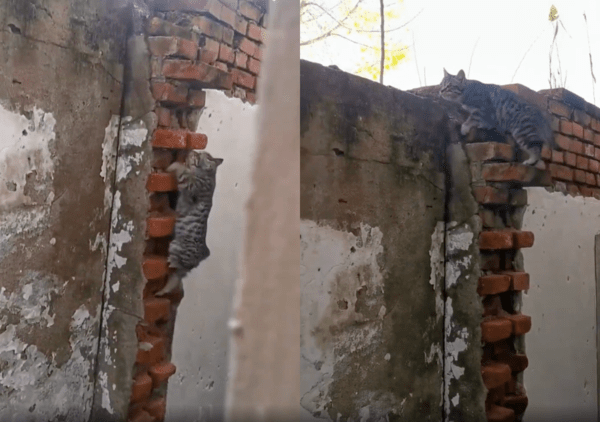 출처 : Reddit / 벽을 올라타고 있는 고양이