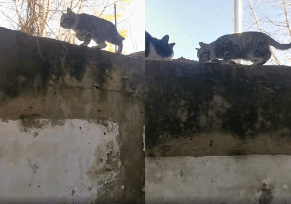 출처 : Reddit / 울타리 꼭대기에서 사료를 향해 달려가는 고양이