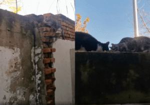 이것을 향해 올라가는 천국의 계단? 고양이들의 운동 기구인가?