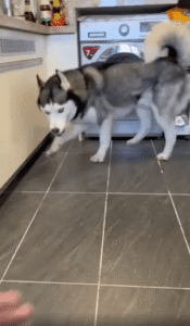 싫다는데 왜 자꾸 시키는 거야? 허스키의 주인이 시키는 건 무엇일까?