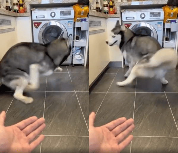 출처 : Reddit / 손을 주지 않고 돌고 있는 허스키