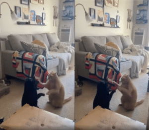 고양이들의 우당탕탕 싸움, 쎄쎄쎄인가?